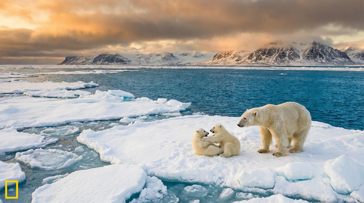 抖阴北极熊视频